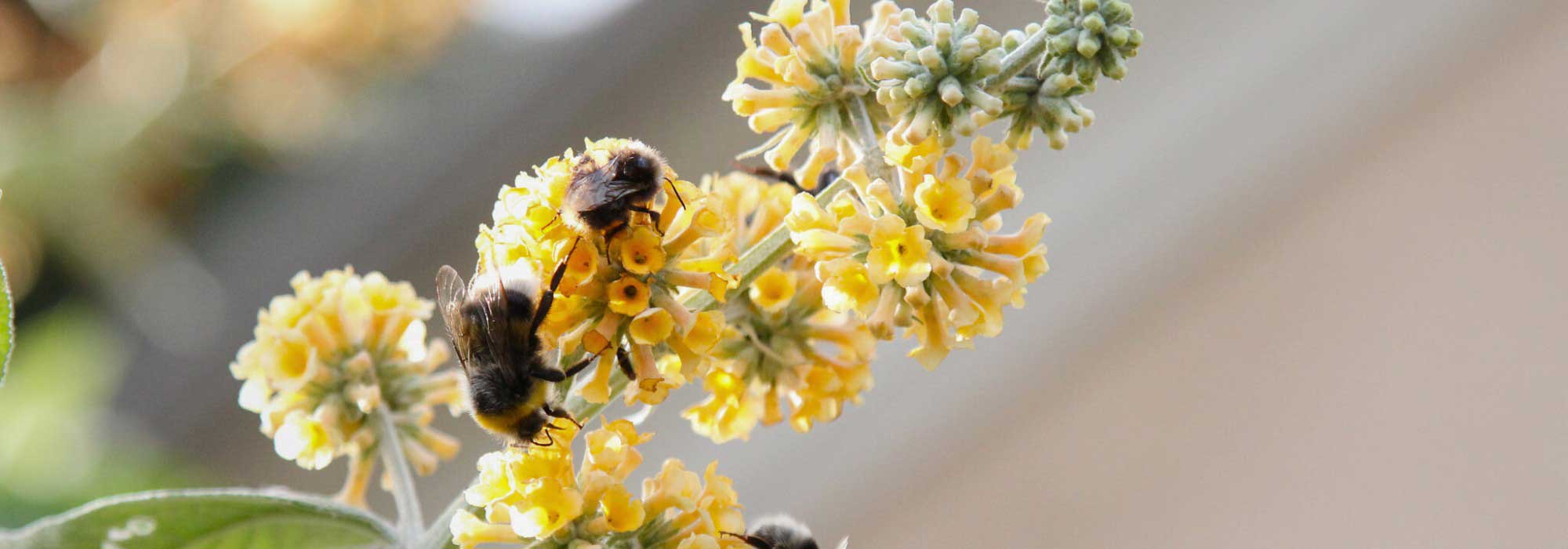 Top 5 des arbres à papillons à fleurs jaunes et orangées
