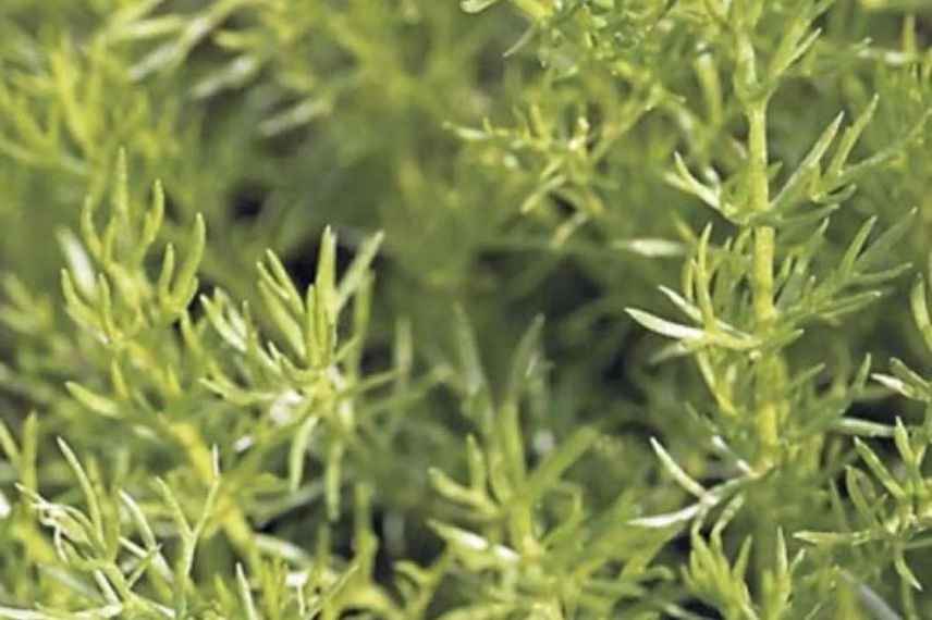 Camomille romaine feuillage