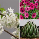 Chelsea Flower Show 2024 : les plantes primées