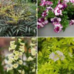 Chelsea Flower show 2024 : découvrez nos plantes coup de cœur