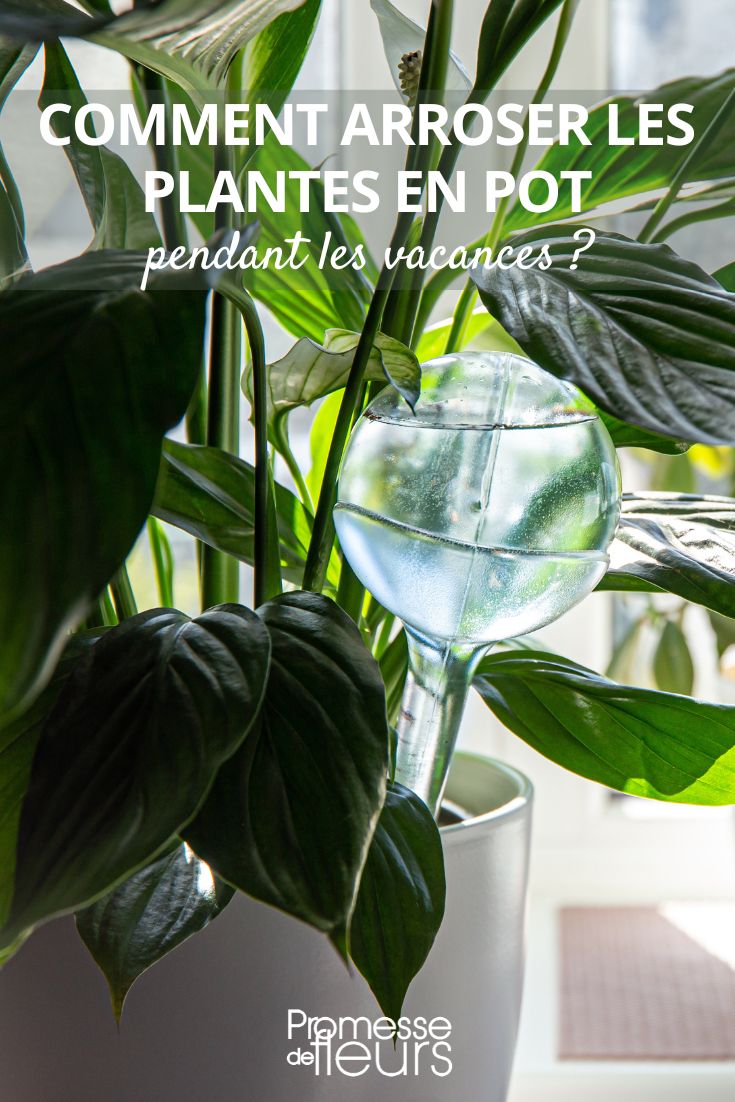 bulle d'arrosage plantes intérieures