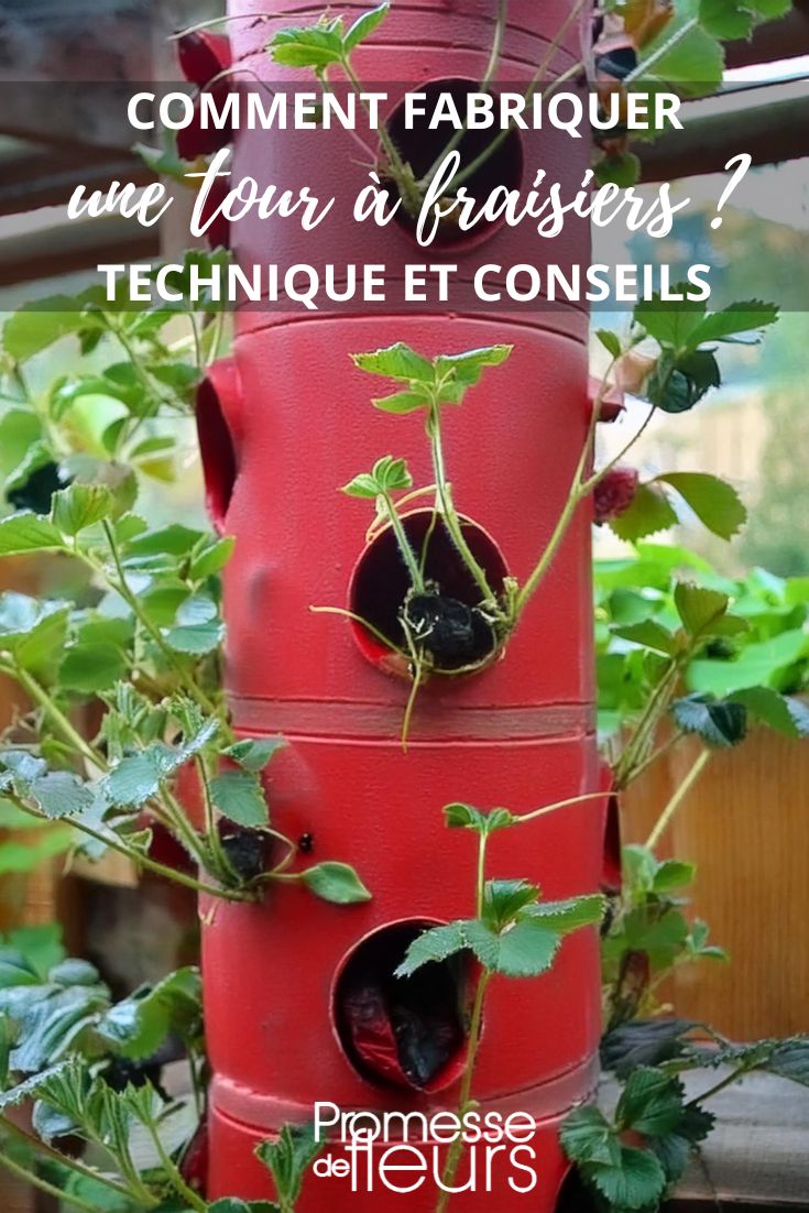 fraisiers en colonne