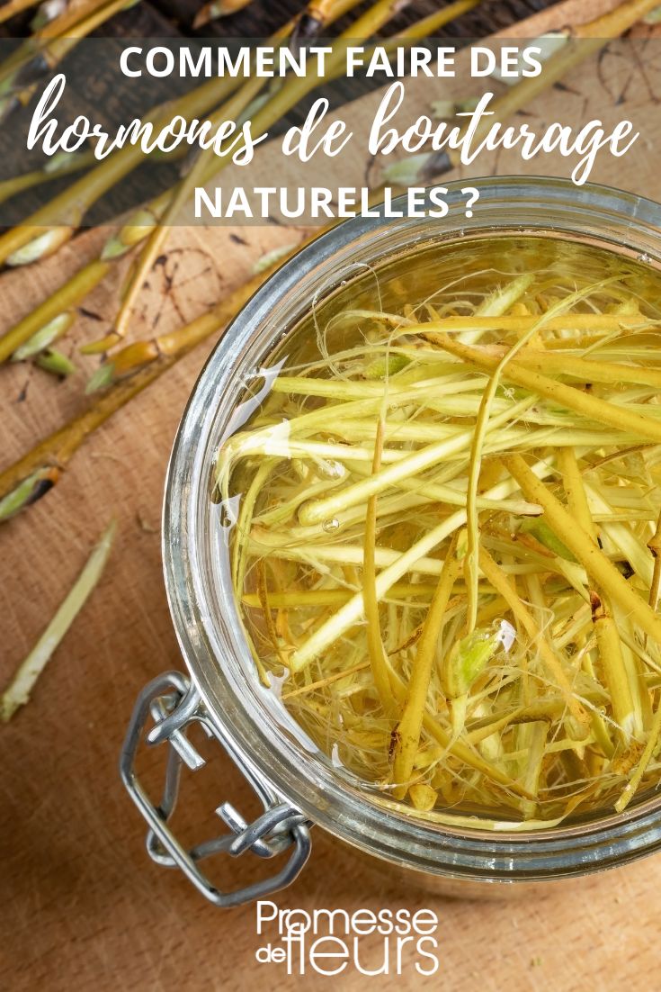 eau de saule pour hormone du bouture