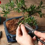 Comment former un bonsaï étape par étape ?