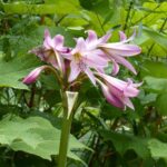 Comment planter les Crinums ?