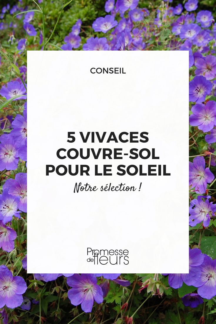 geranium vivace rozanne