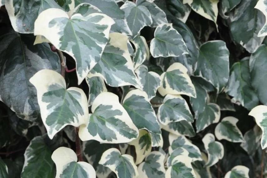 feuillage panaché de lierre