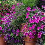 Comment hiverner les vivaces non rustiques ?