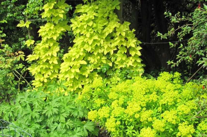 feuillage de houblon doré