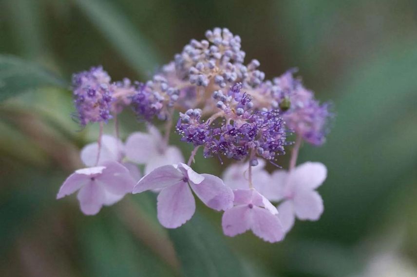 fleur d'Hydrangea involucrata