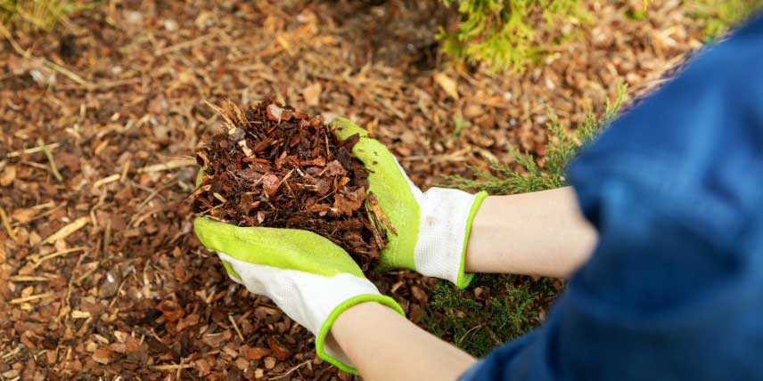 Paillage organique, mulch