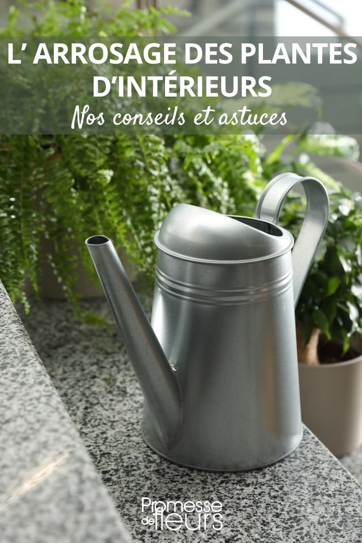arroser ses plantes d'intérieur en pot