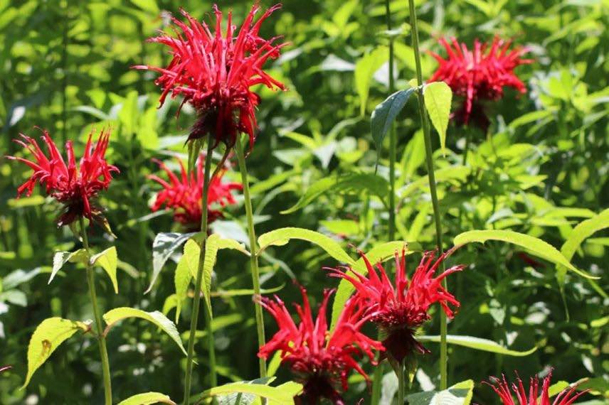fleurs rouges de monarde