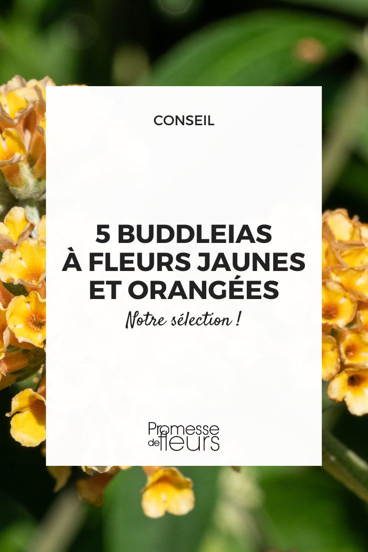 buddleia à fleurs jaunes