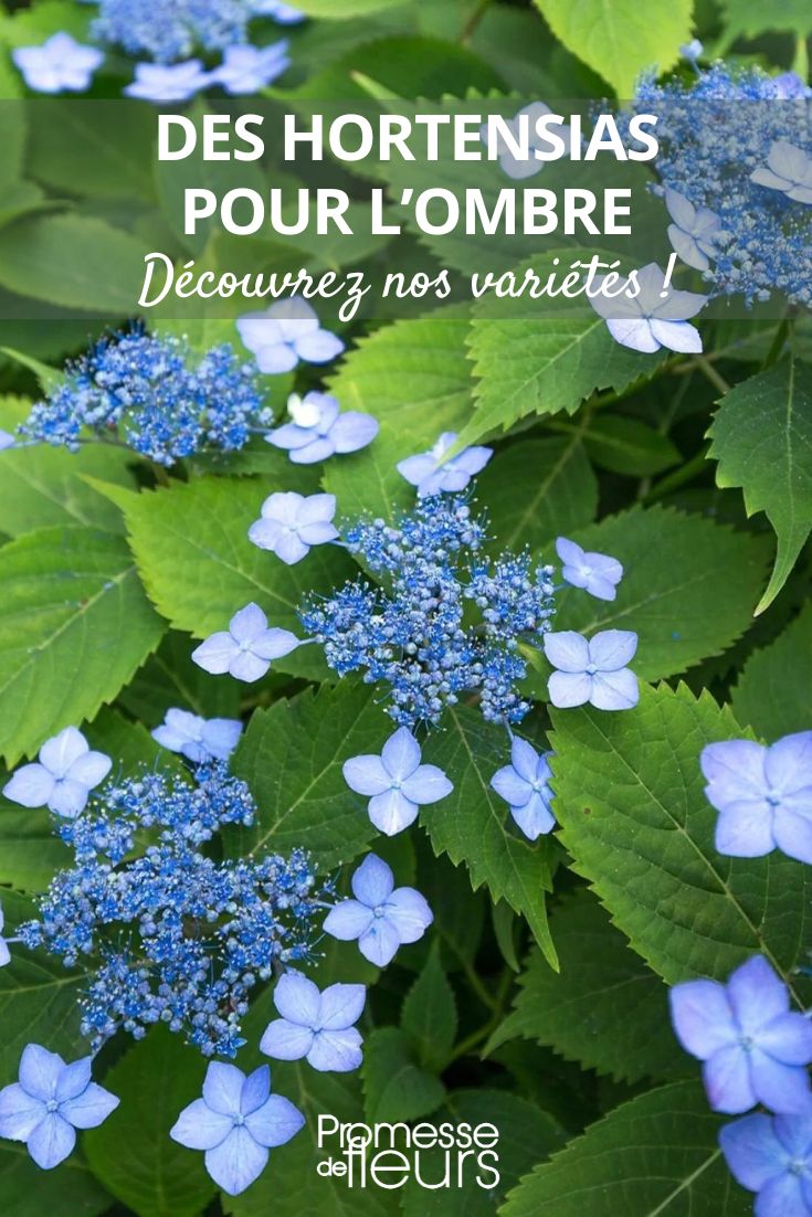 Hydrengea Annie's Blue