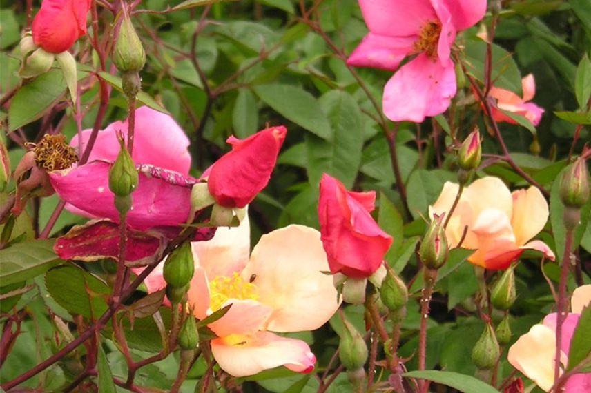 fleurs bicolores de rose