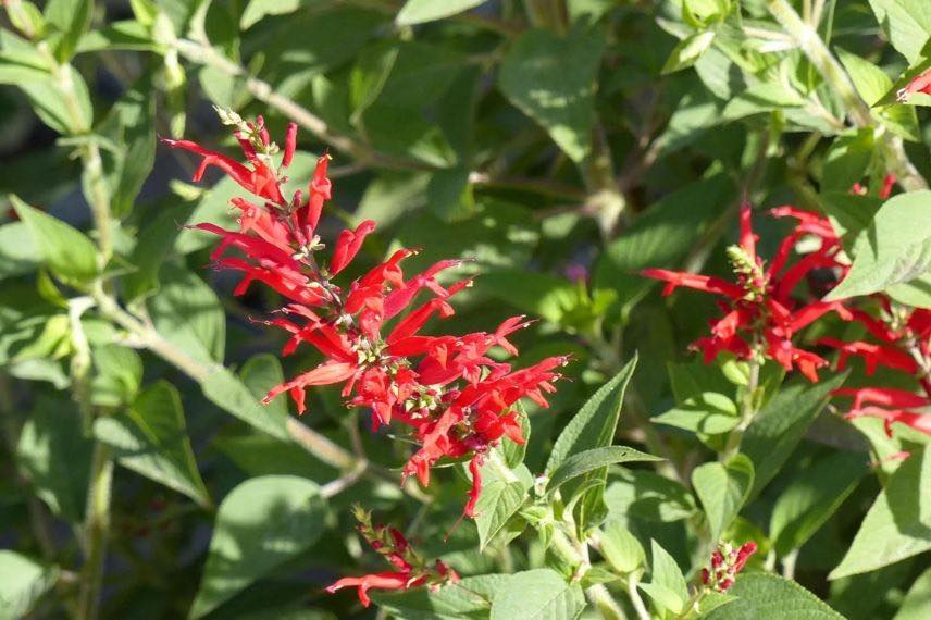 fleurs rouges de sauge ananas