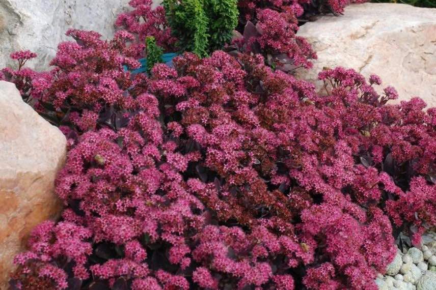 sedum nain pourpre