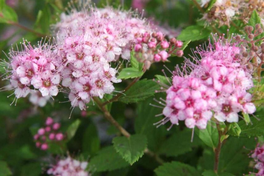 fleurs de spirée japonaise