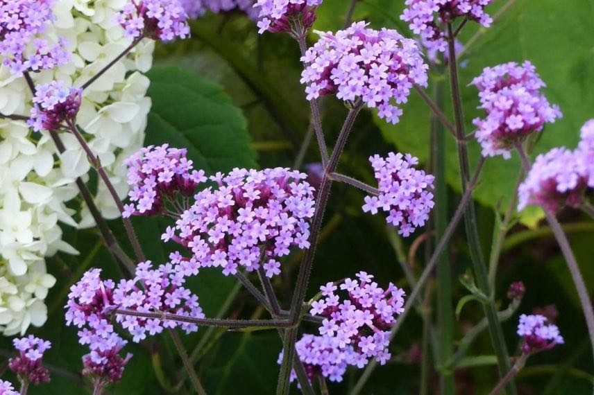 fleurs de verveine de buenos aires