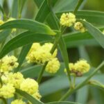 6 arbres à fleurs jaunes qu'il faut avoir dans son jardin