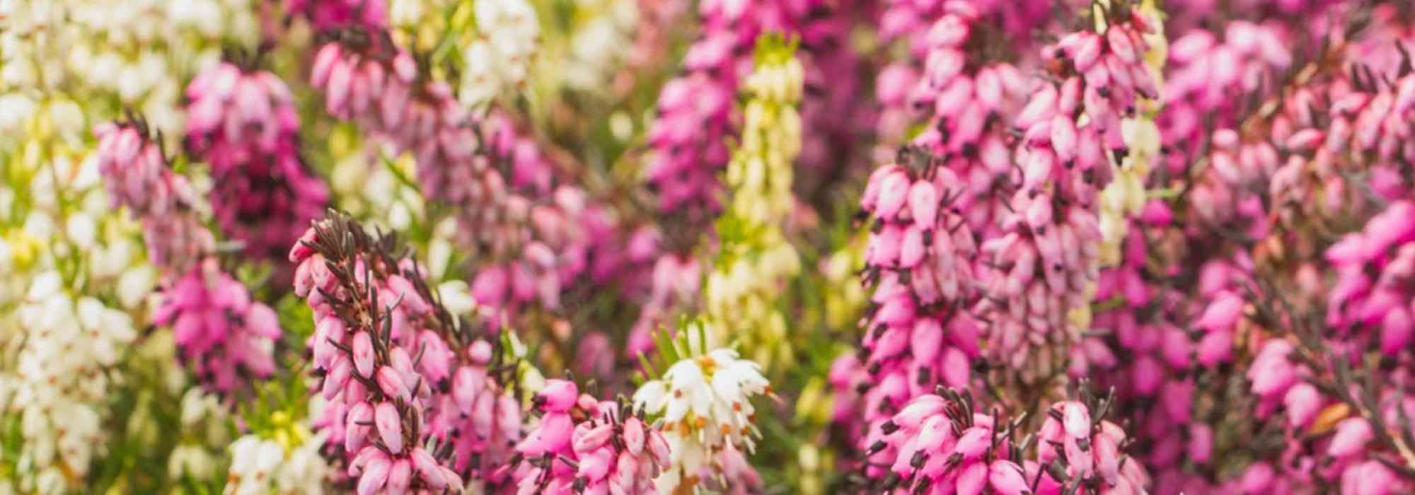 5 arbustes couvre-sols qui fleurissent en été