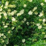 7 arbustes faciles et inratables pour jardiniers débutants