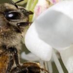 Les arbustes mellifères : une aide précieuse pour la biodiversité