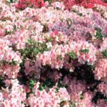 Quels engrais choisir pour les plantes de terre de bruyère ?