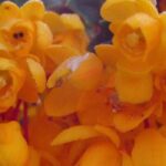 Berbéris : 5 variétés faciles et colorées à cultiver en pot