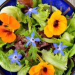 Comment utiliser la capucine en cuisine ?