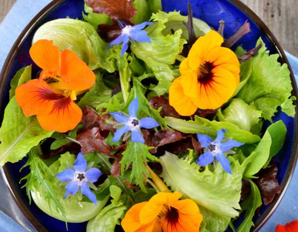 Comment utiliser la capucine en cuisine ?