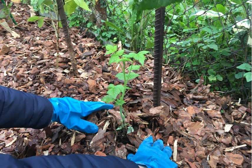 application paillage plante vivace arbre arbuste potager