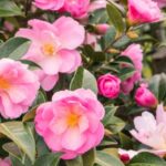 Comment planter un camélia ?