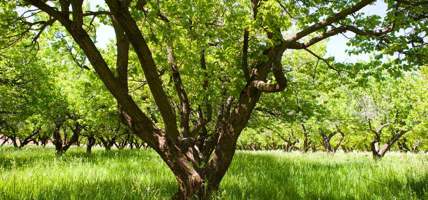 age abricotier incidence fructification