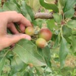 Pourquoi et comment éclaircir les arbres fruitiers ?