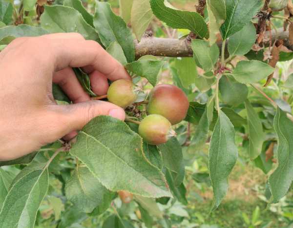 Pourquoi et comment éclaircir les arbres fruitiers ?