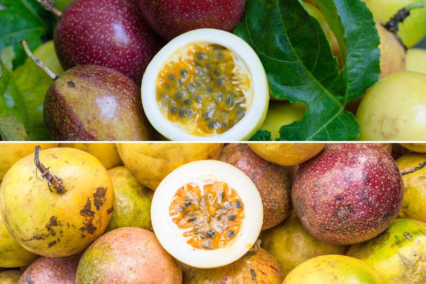 fruits de la passion variétés