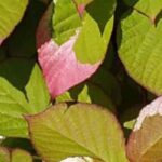 5 plantes grimpantes à feuillage remarquable