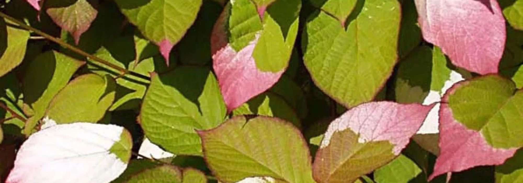 5 plantes grimpantes à feuillage remarquable