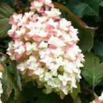 Comment choisir un hortensia arbustif ?