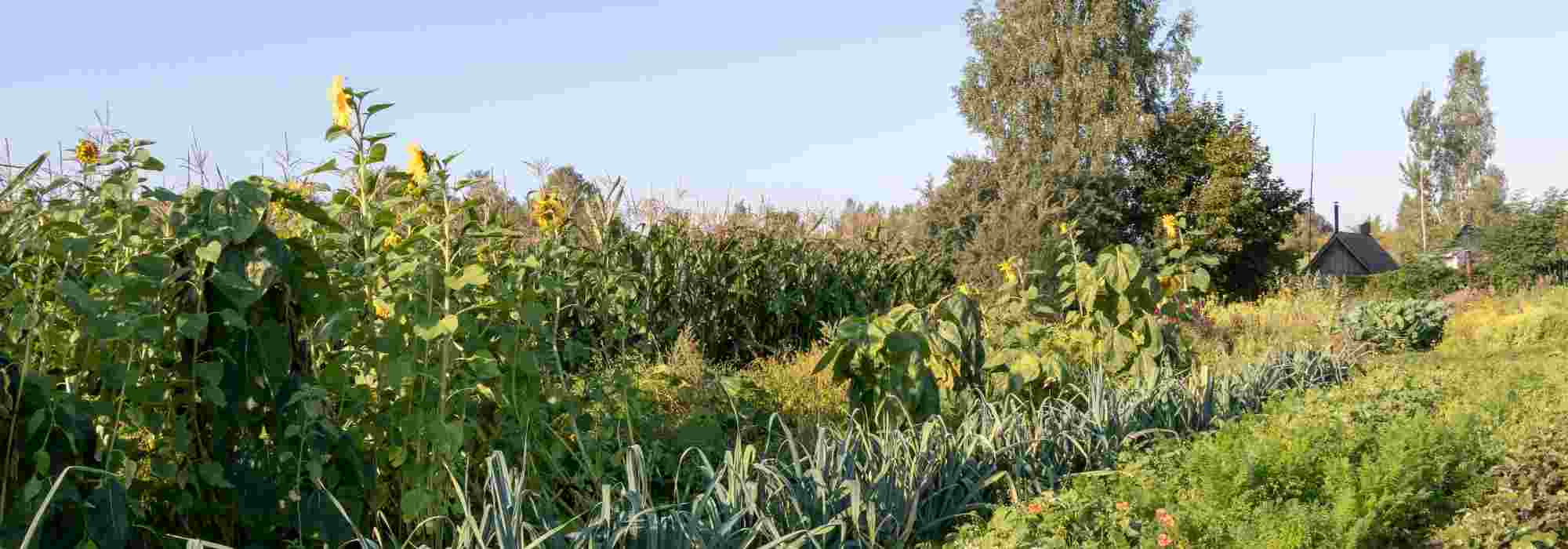 Permaculture : les étapes clés pour préparer le sol de son potager