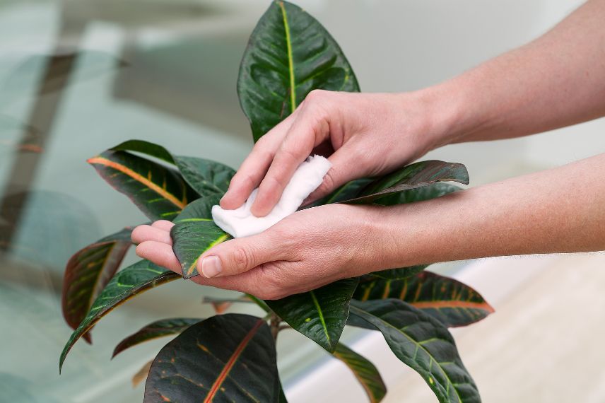 enlever la poussière sur les plantes interieur