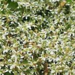 Les fleurs auto-nettoyantes : une solution pour un jardin sans entretien