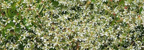 Les fleurs auto-nettoyantes : une solution pour un jardin sans entretien