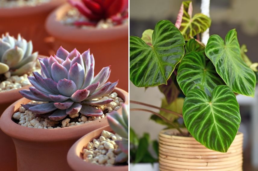 succulentes et philodendron