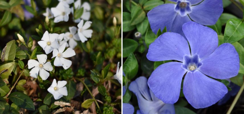 Deux petites pervenches