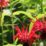 Les meilleures vivaces aromatiques pour un jardin beau et utile