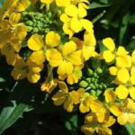 Adoptez ces vivaces parfumées pour embaumer le jardin !