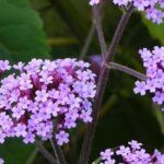 Terrasses et balcons : 7 vivaces incontournables à cultiver en pot